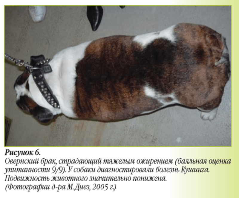 Переклад Лишнего Веса На Собаку