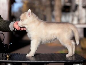 Siberian husky for sale - female 1