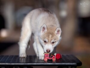 Siberian husky for sale - male 3
