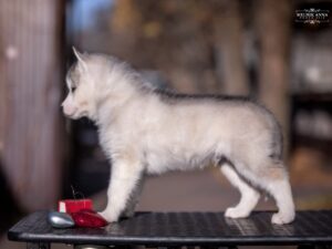 Siberian husky for sale - male 5