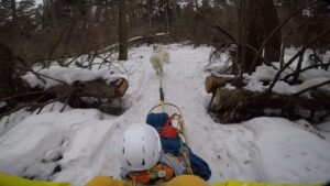 dog-sledding